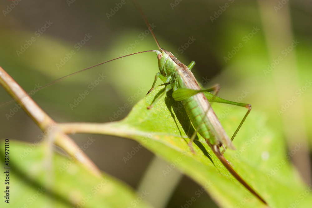 Fototapeta premium Grasshopper on grass close up.