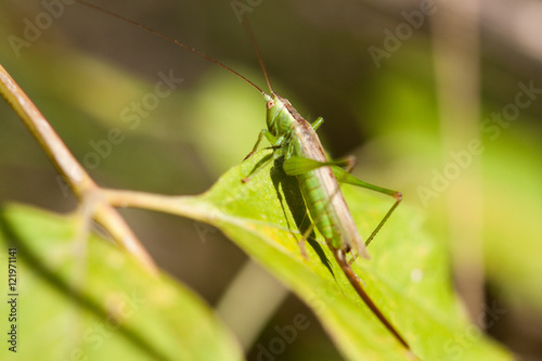 Grasshopper on grass close up.