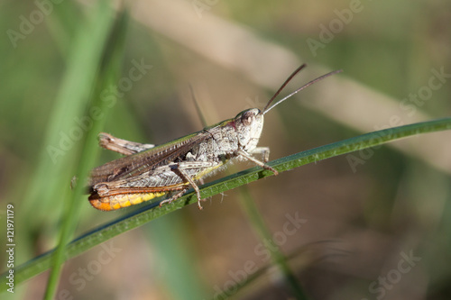 Grasshopper on grass close up.