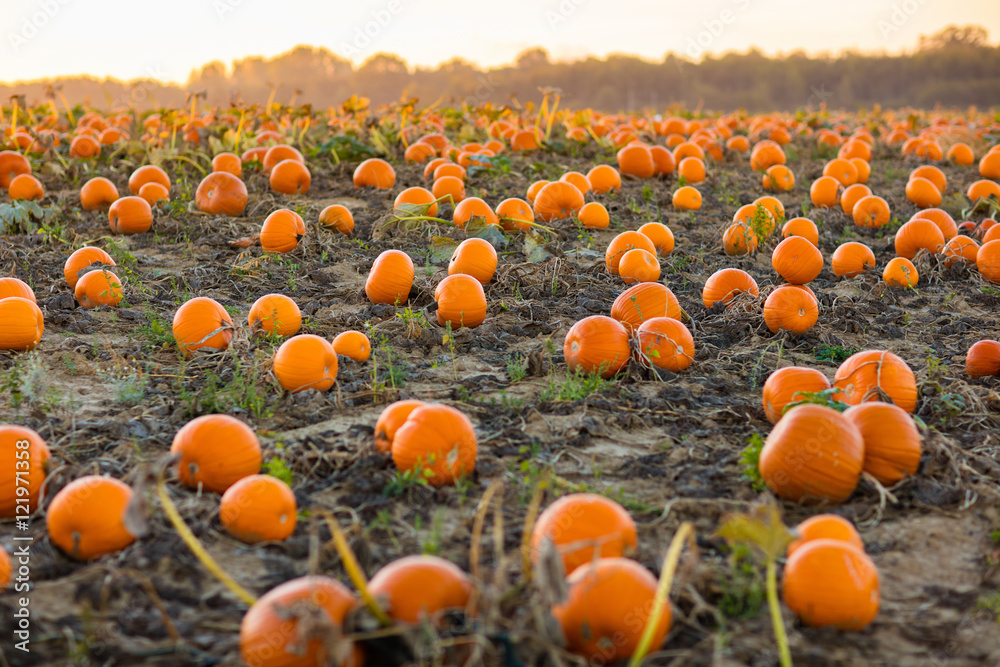 Obraz premium Pumpkin patch