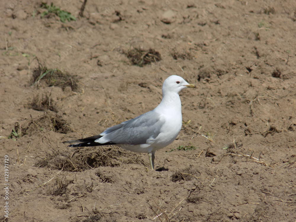 Fototapeta premium a lone white seagull standing in a field