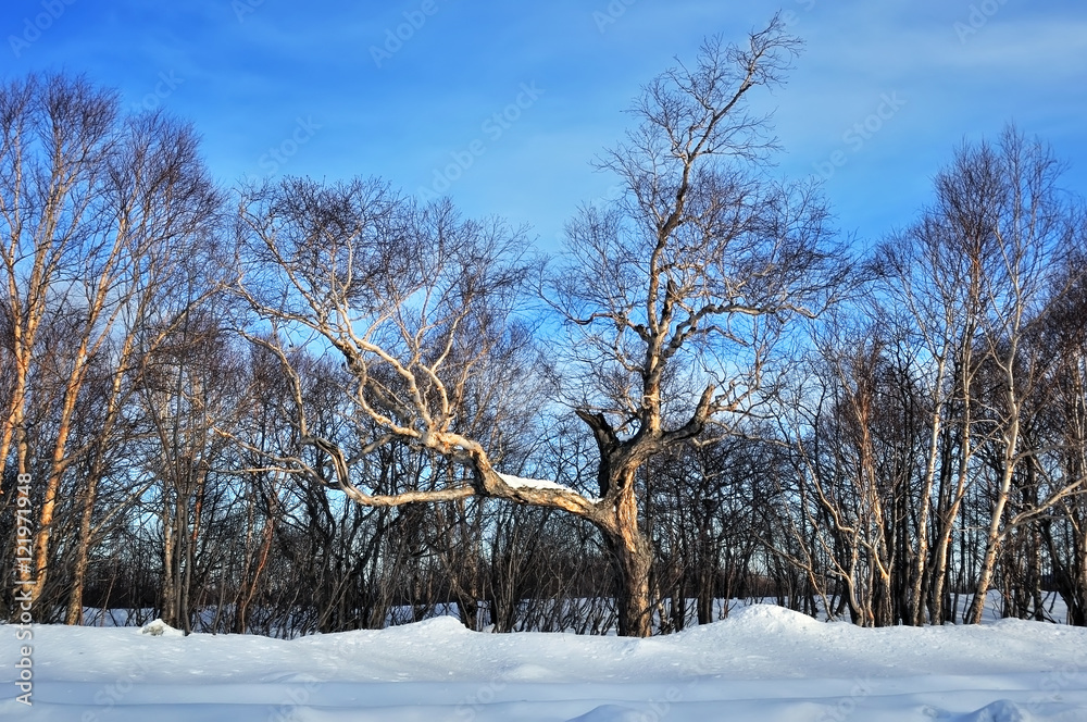 cold day in snowy winter forest cold day in snowy winter forest