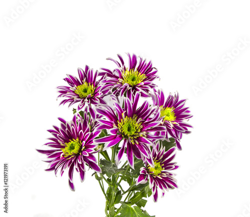 the flowers are lilac chrysanthemums on a white background.