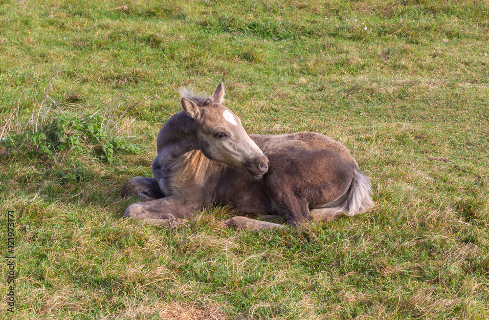 Little foal on the grass background Little foal on the grass background