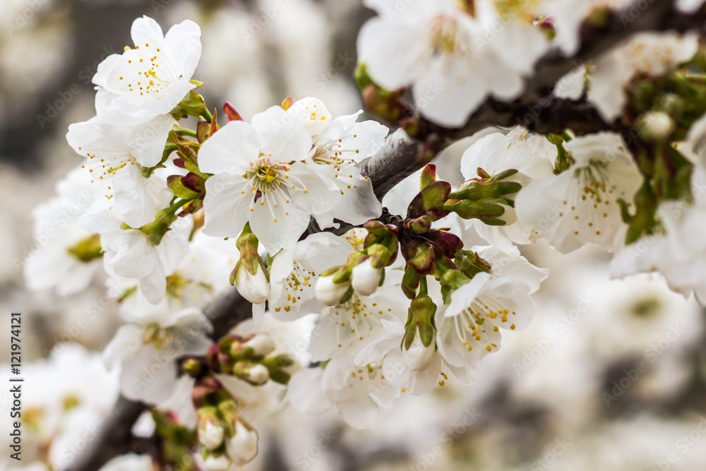 Closeup of a cherry blossom in spring (Valle del Jerte, Spain)