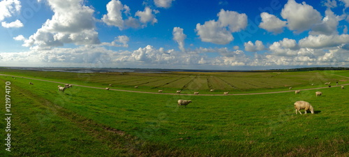 Schafwiesen an der Nordsee in Husum an der Dockkoogspitze photo