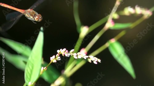 Dagonfly beautiful dragonfly landing on white flower photo