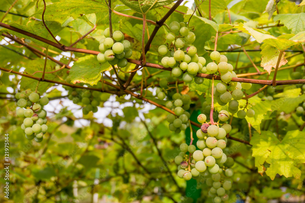 Ripe Bunche of White Wine Grapes. Grape. Grape harvest. Grape p Ripe Bunche of White Wine Grapes. Grape. Grape harvest. Grape p