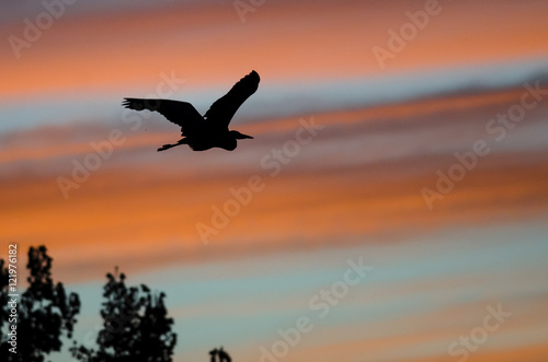 Great Blue Heron Silhouetted in the Sunset Sky As It Flies