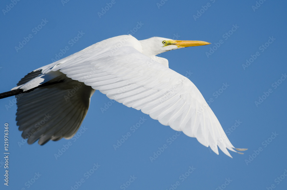 Profile of Great Egret Flying in a Blue Sky Profile of Great Egret Flying in a Blue Sky