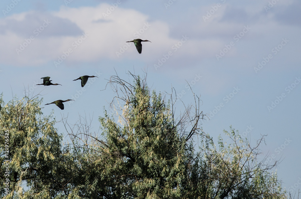 Four White-faced Ibis Flying High Above the Marsh Four White-faced Ibis Flying High Above the Marsh