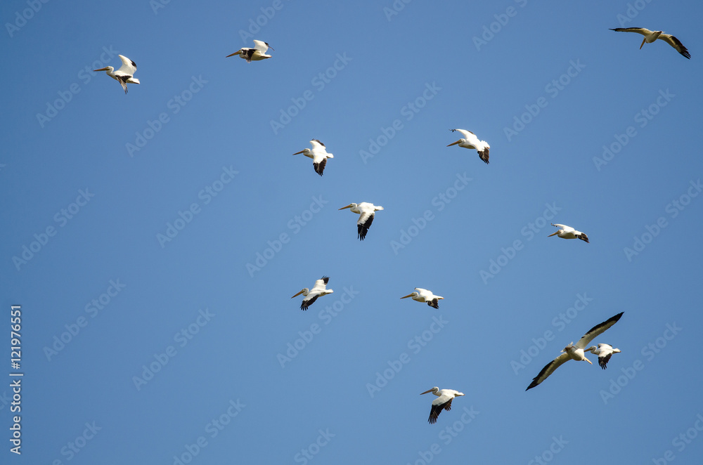 Obraz premium Flock of American White Pelicans Flying in a Blue Sky