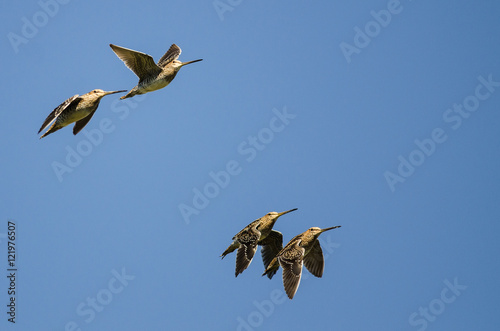 Four Wilson's Snipe Flying in a Blue Sky photo