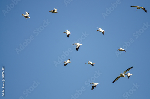 Flock of American White Pelicans Flying in a Blue Sky