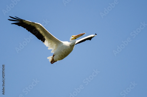 American White Pelican Flying in a Blue Sky © rck