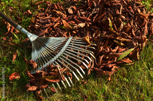 Autumn cleaning - raking fall leaves