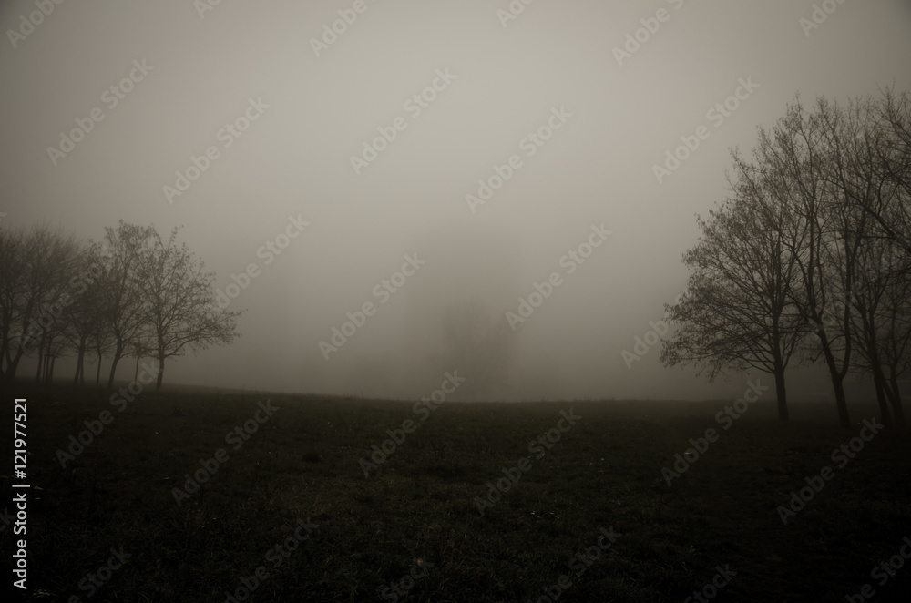 tree in foggy park tree in foggy park