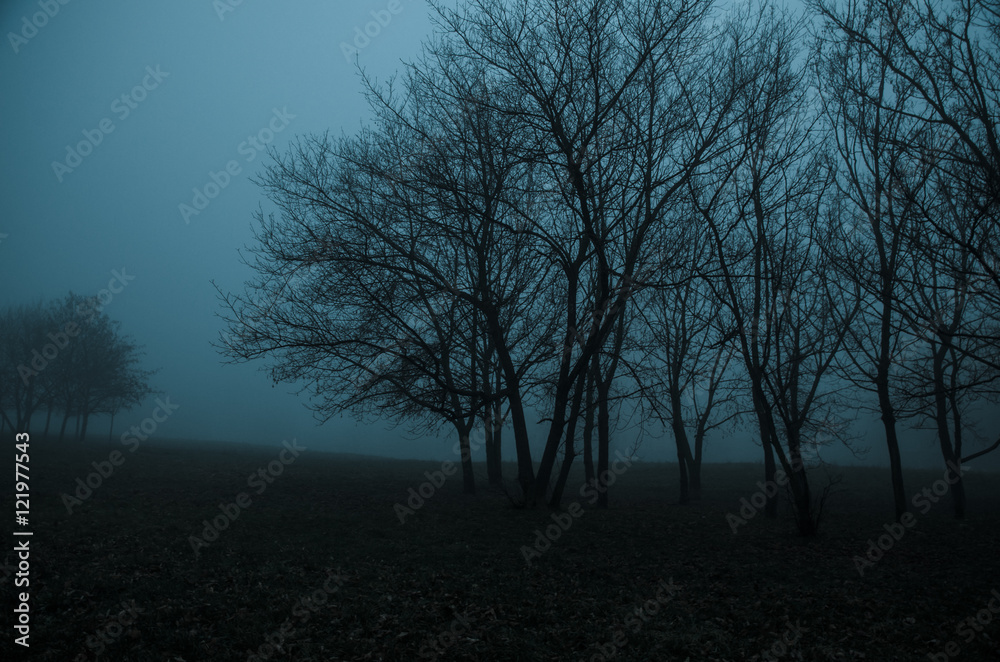 trees in mysterious foggy park