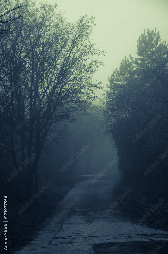 trees along mysterious foggy route trees along mysterious foggy route