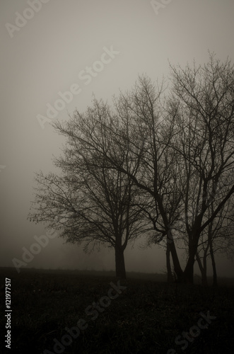 fog and tree silhouette