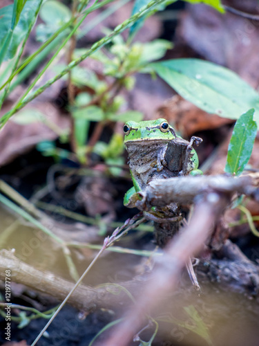 little garden green frog in the vineyard photo