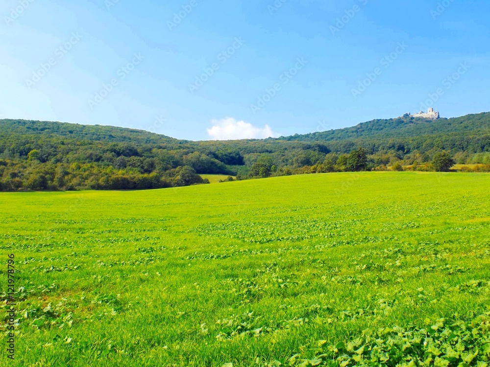 Meadow and deciduous forest in wild nature