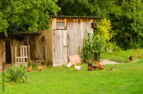 Domestic animals, common life