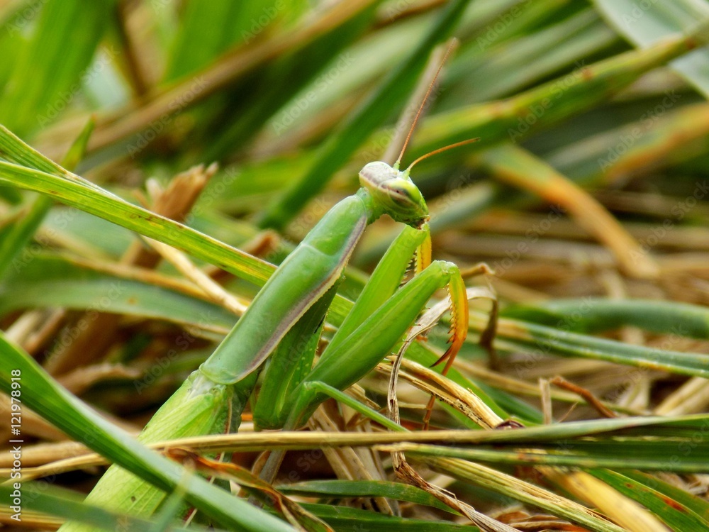 Mantis on grass on meadow in wild nature Mantis on grass on meadow in wild nature