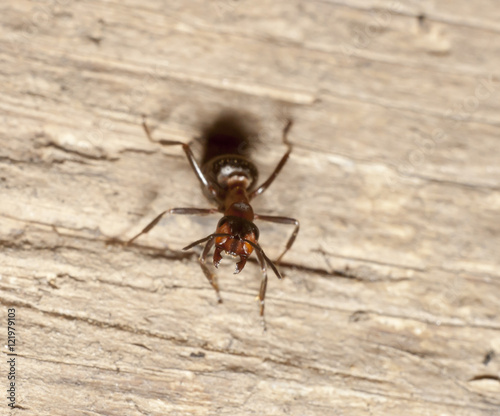ant on wooden plank