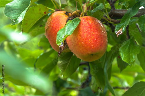 Two beautiful red apples growing on the tree. photo