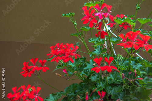 Red geranium (Pelagronium Cascading)