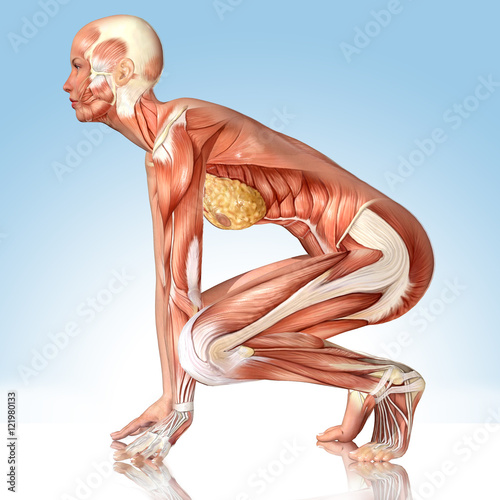 3D female medical figure in yoga pose