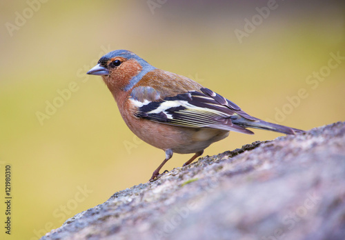 Common chaffinch