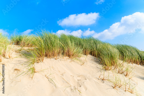 Green grass on sand dunes, Sylt island, Germany