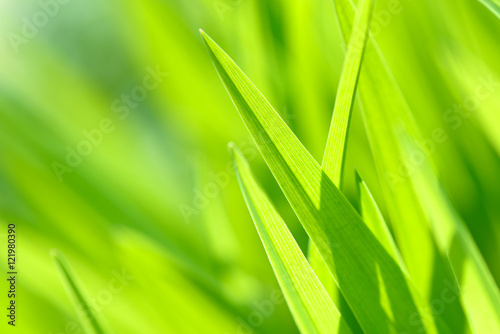 Bright spring grass close up in the field with sunlight bokeh background