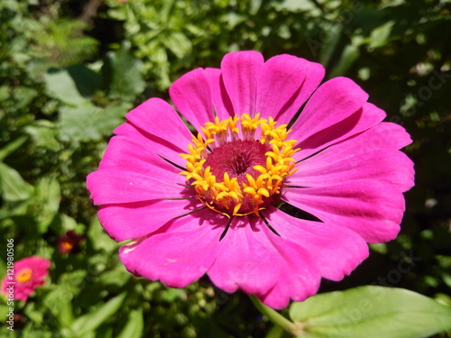 Closeup on a hot pink perennial daisy flower blooming in the garden