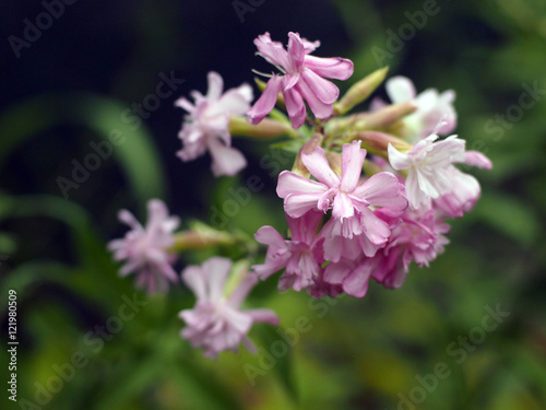 Bouncing Bet (Saponaria officinalis) in flower in Italy.