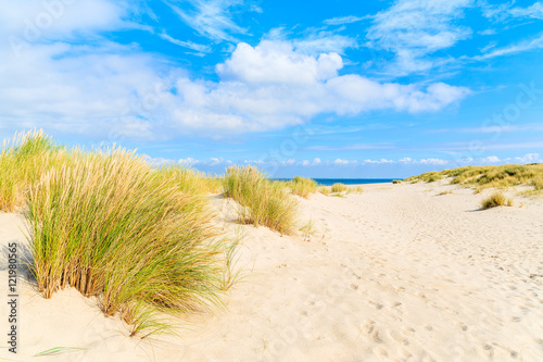 Grass on sand dunes at Ellenbogen beach, Sylt island, Germany