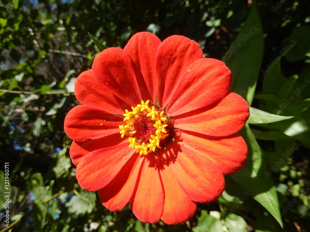 Closeup on an orange perennial daisy flower blooming in the garden Closeup on an orange perennial daisy flower blooming in the garden