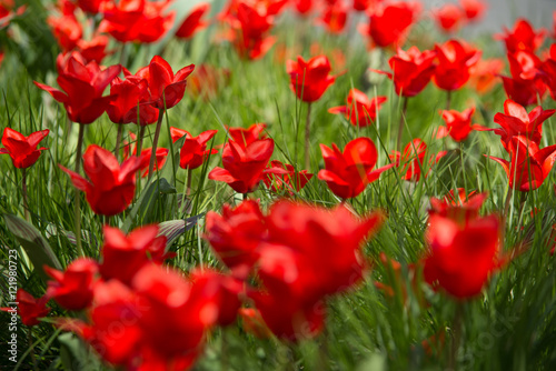 Group of red tulips in the park. Spring landscape blurred dof selective focus background