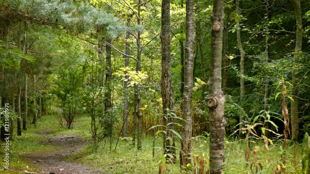 Panning around a beautiful forest path in the early stages of autumn Panning around a beautiful forest path in the early stages of autumn
