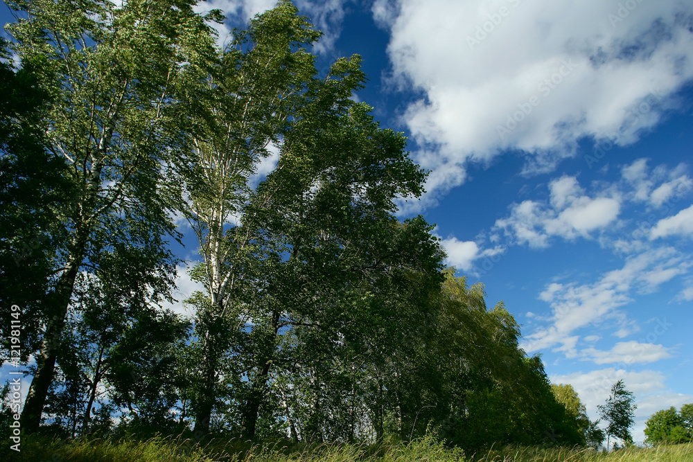 Obraz premium Country Scene