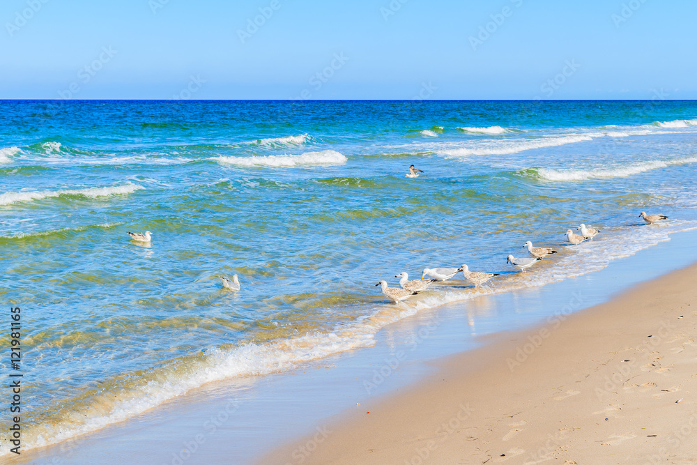 Seagulls on Kampen beach, Sylt island, Germany Seagulls on Kampen beach, Sylt island, Germany