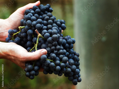 Grape harvest time in Italy - Woman hands handling a beautiful cluster of Merlot grapes photo