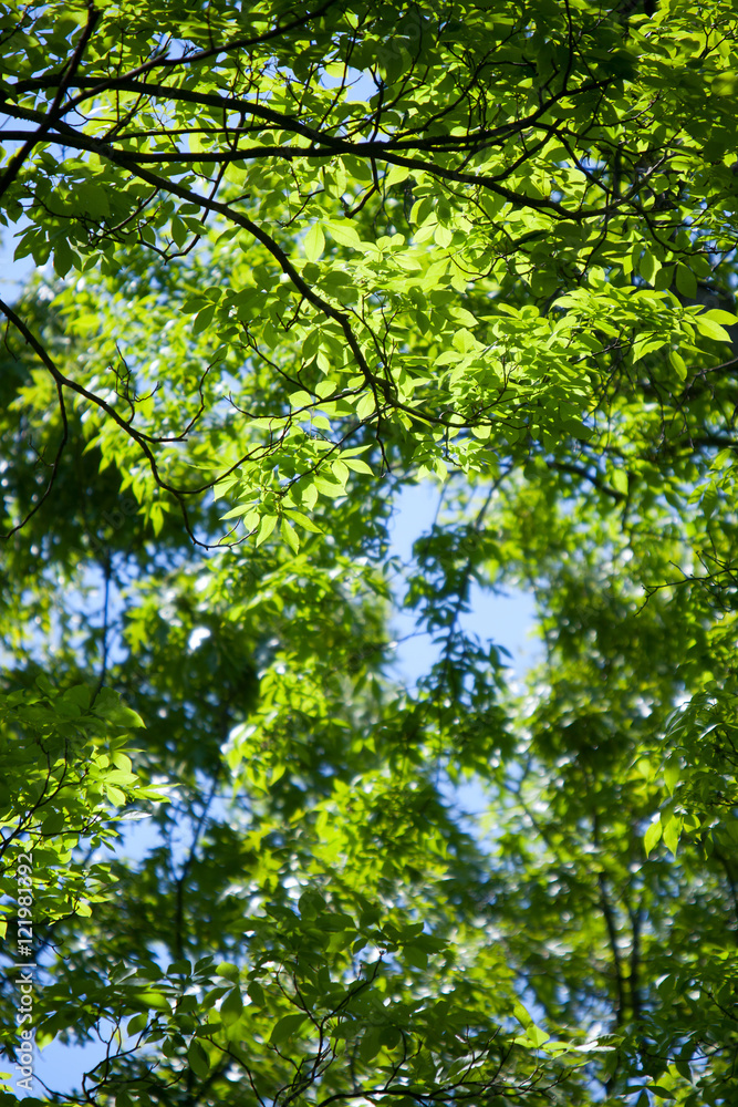 Tree Background Tree Background