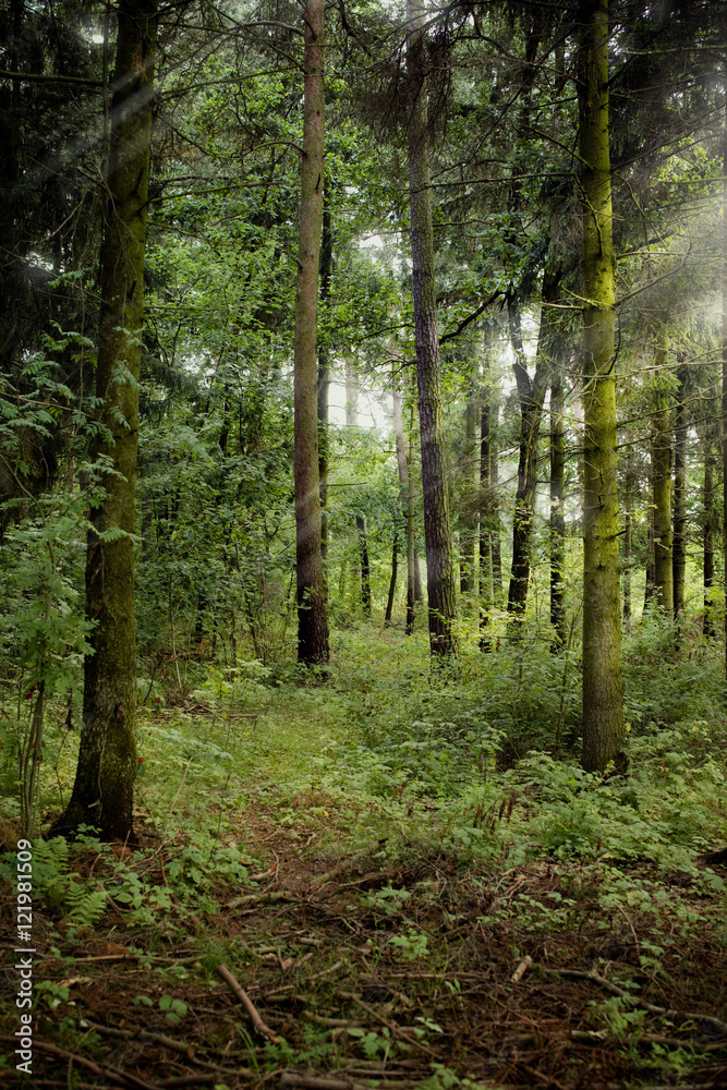 Mistyc Forest Mistyc Forest