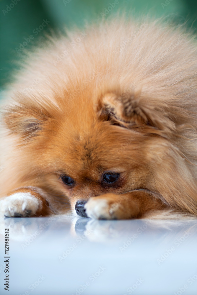 sad cute Pomeranian lies on a white surface