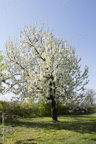 Tree with white cherry blossom