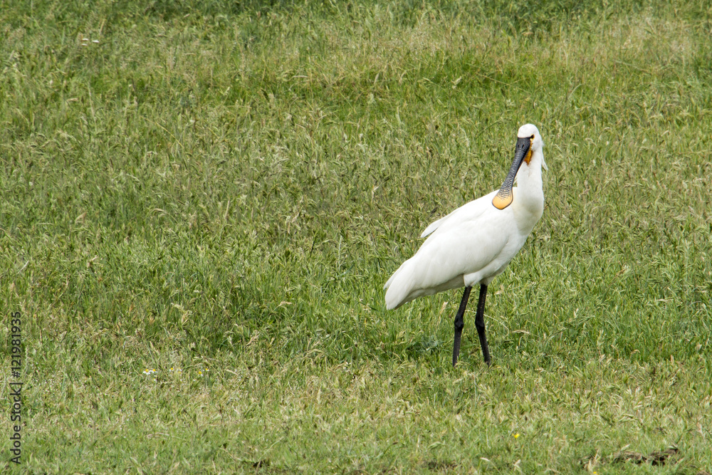 Fototapeta premium Eurasian spoonbill in National Park Hortobagy in Hungary