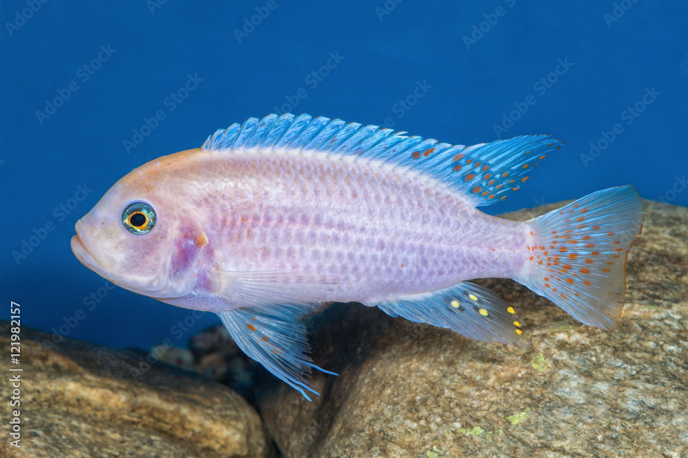 Portrait of cichlid fish (Maylandia zebra) in aquarium